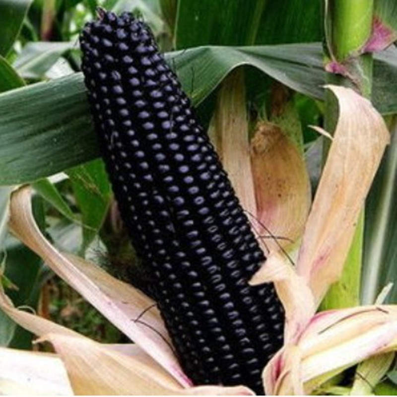 糯黑珍珠玉米种子 高产易种 抗倒伏病虫害 春秋播100克包邮种子