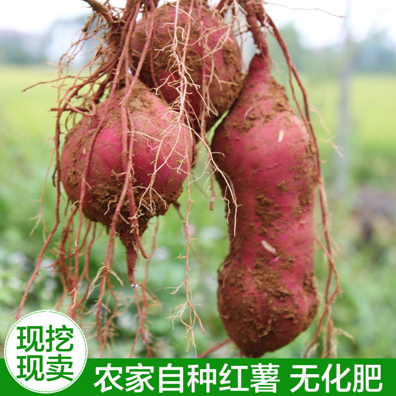 新鲜红薯 江西靖安番薯4斤装挖黄心香薯地瓜山芋农家自种果蔬