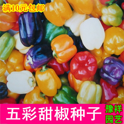 蔬菜辣椒甜椒王种子阳台菜园庭院种植柿子椒灯笼椒籽春播10包邮