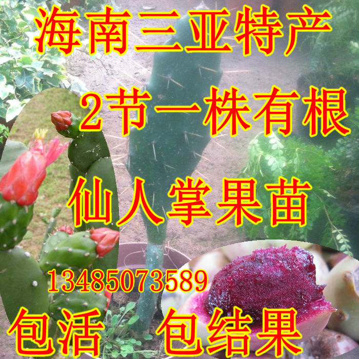 海南三亚特产 两节一株带根仙人掌果 盆栽仙人果苗十个品种任意选