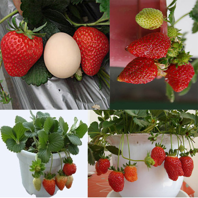 奶油草莓苗 家庭盆栽水果-日本一号草莓苗10棵装 地栽盆栽草莓苗
