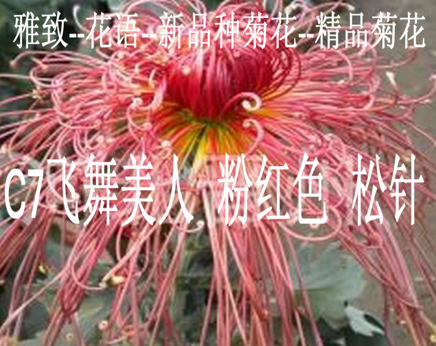 雅致-花语2016春季提供繁殖级新品种精品菊花苗 飞舞美人 粉红色