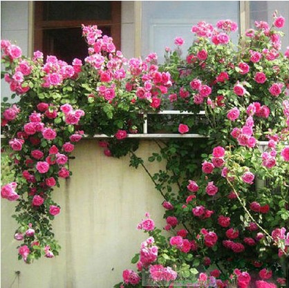 蔷薇花苗 爬藤月季玫瑰爬墙 庭院花卉盆栽四季开花 植物