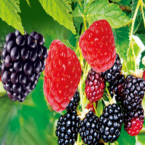 保健水果*黑树莓*红树莓 增强视力、抗癌等功效树莓种子保证出芽