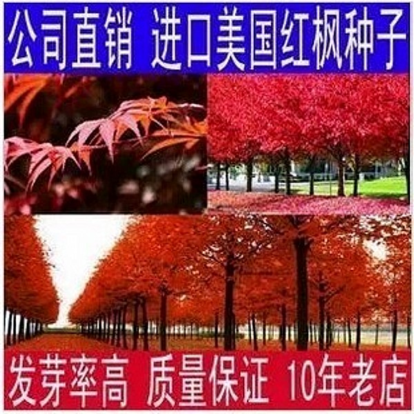进口美国红枫树种子 日本红枫苗 欧洲红枫 挪威黄金枫种子 秋火焰