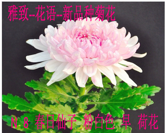 雅致-花语2016春季提供繁殖级新品种精品菊花苗  春日仙子 白色