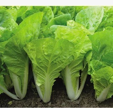 促销速生白菜种子 快菜种子 地栽四季蔬菜种子 阳台盆栽蔬菜种子