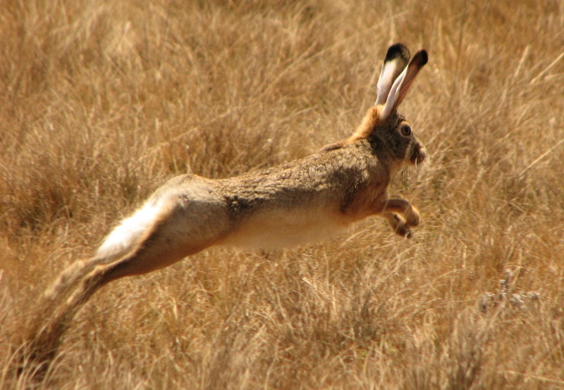 野兔 白条兔 山兔肉 兔子500g秋天了吃兔肉喽