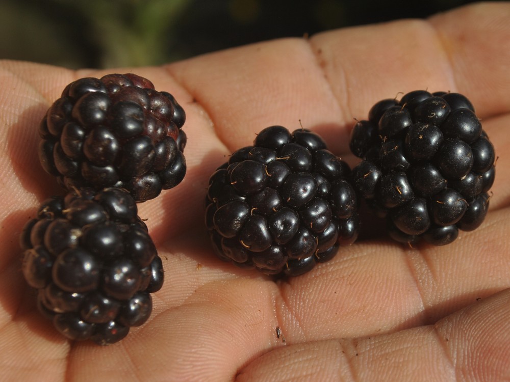 美国无刺黑莓苗  Triple Crown blackberries 大果黑莓树莓