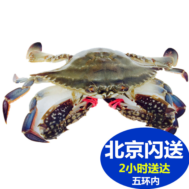 鲜活梭子蟹 兰花蟹 海螃蟹满肉母螃蟹新鲜海鲜 每只4-5两北京闪送
