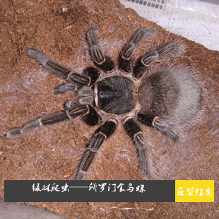 特惠巴西所罗门巨人食鸟蛛2-3CM，新手宠物蜘蛛，送饲养套