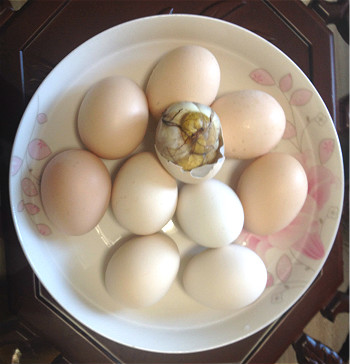 活珠子 鸡胚蛋 无毛蛋 喜蛋 13--15天 农家自养土鸡蛋孵化 包邮