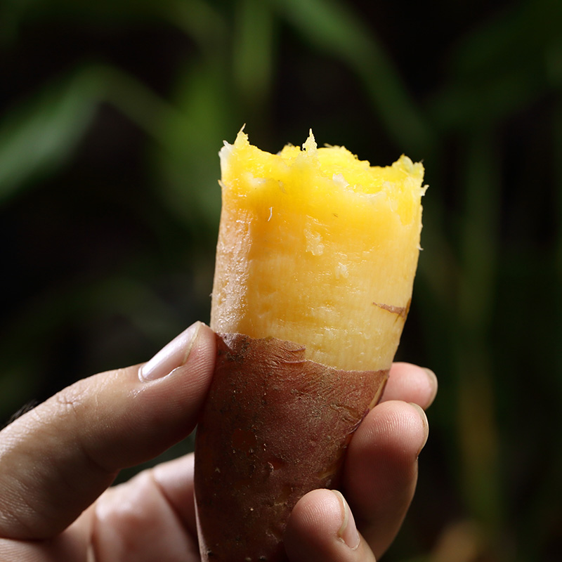 临安天目小香薯小红薯2.5斤装现挖黄心小番薯 地瓜山芋新鲜果蔬
