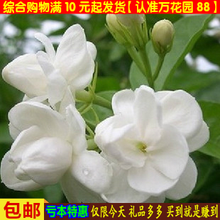 花卉种子 茉莉花种子 双色 白色茉莉花 净化空气香味浓郁