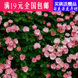 新品种藤本月季【粉沙】浓香型.花蕾多 盆栽花卉 攀援植物 4年苗
