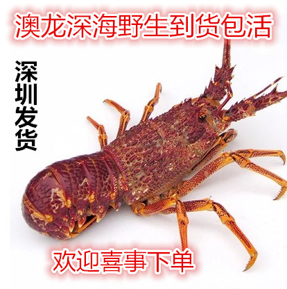 澳洲龙虾 鲜活澳龙深海野生进口海鲜328元500克到货包活深圳发货
