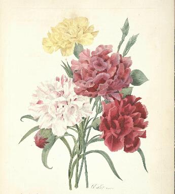 皮埃尔.约瑟夫·雷杜德的植物图谱古籍设计素材绘画精美资?|