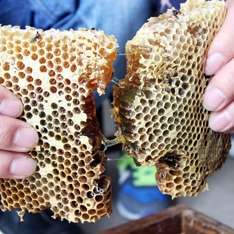 巢蜜蜂蜜天然野生梅田湖土蜂蜜农家自产老蜂巢蜂窝百花蜂巢蜜3送1