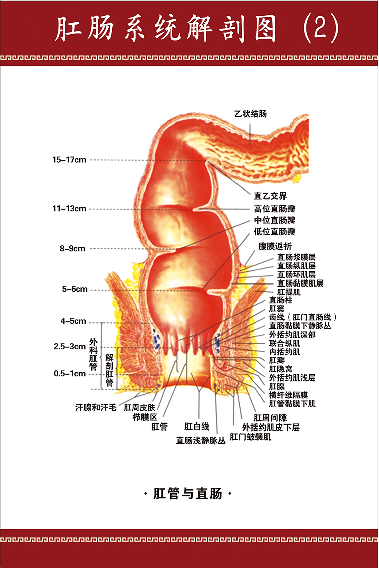 肛肠系统解剖2示意图医学宣传挂图人体器官展板医院布置海报墙贴