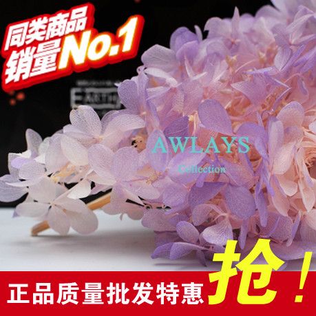 日本进口大地农园保鲜花礼盒双色渐变粉红粉紫永生花绣球批发中叶