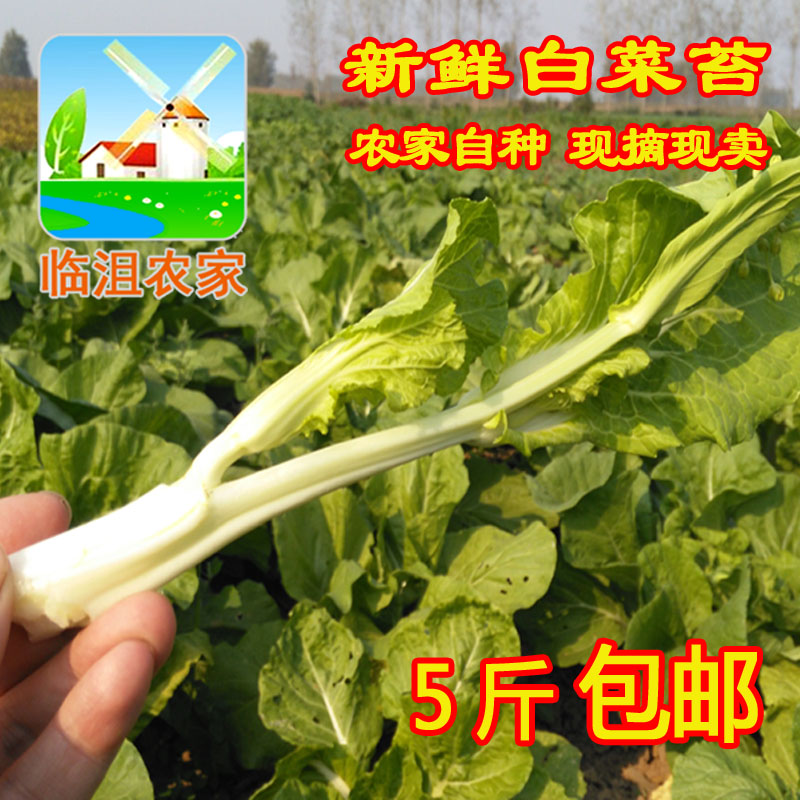 新鲜蔬菜 新鲜白菜苔 农家自种 现摘发货 5斤包邮