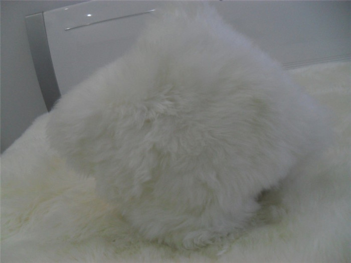 2015冬季澳洲纯羊毛抱枕靠枕（含芯）毛绒长毛欧式沙发靠垫/腰垫