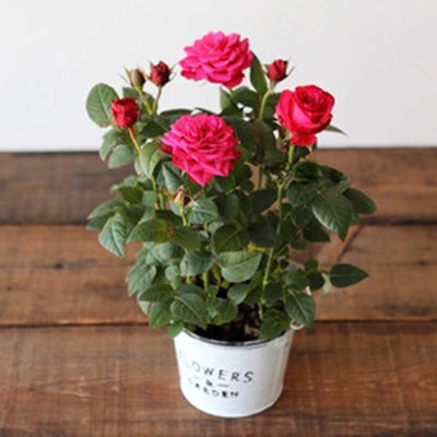 【天天特价】迷你玫瑰盆栽花卉 带花苞微型月季 2株包邮