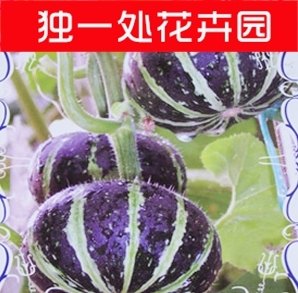 蔬菜 小瓜皮种子 绿化遮阳植物 葫芦 盆栽 四季播 阳台 易种