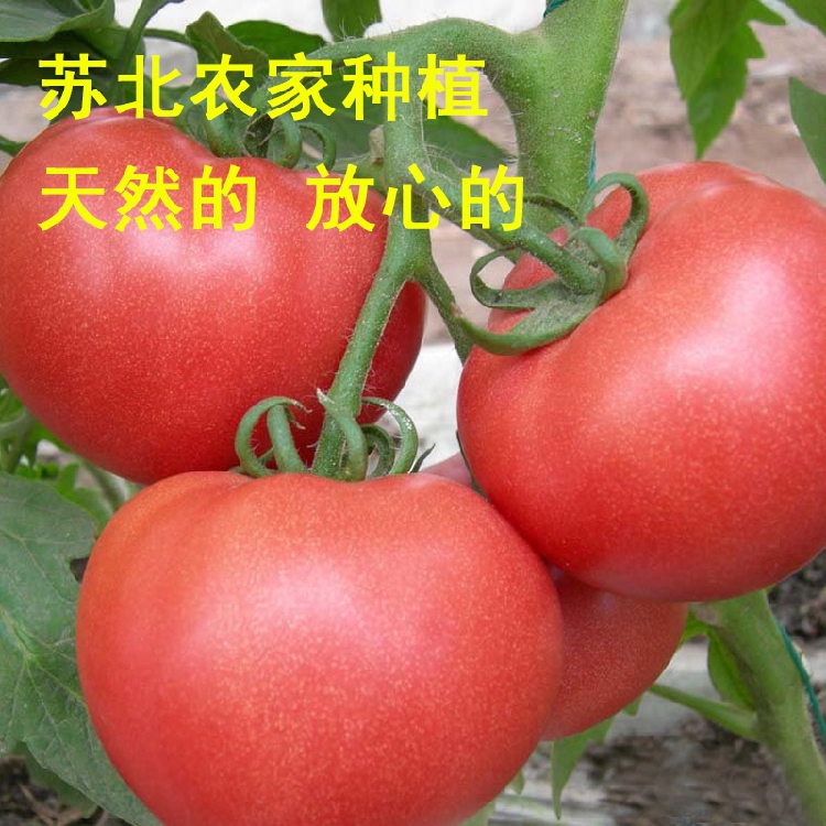 正宗苏北人家自种自产 西红柿 番茄 天然无公害有机蔬菜