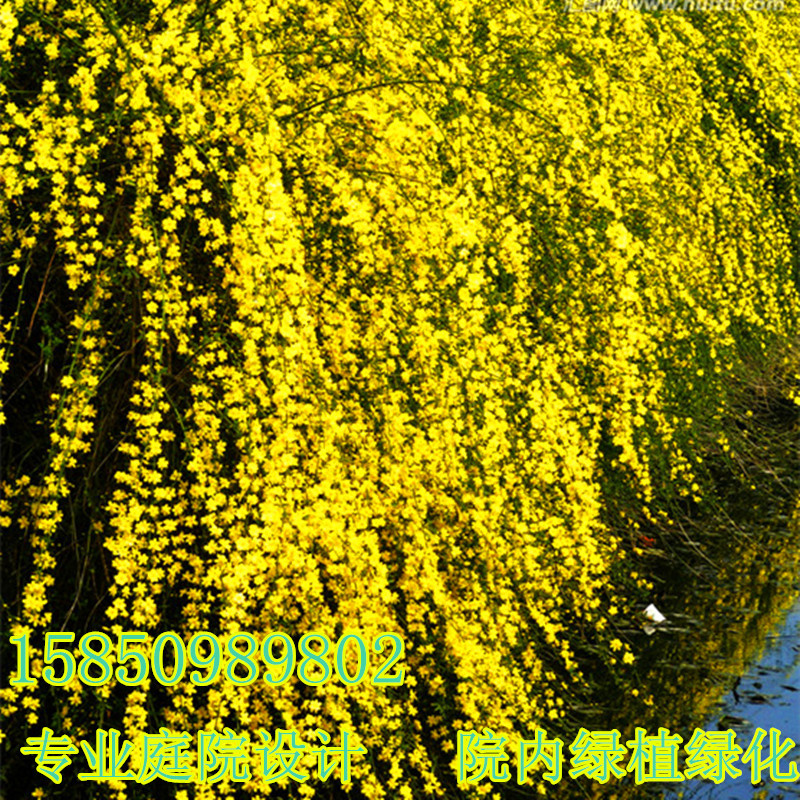 垂吊 攀援花卉-迎春苗-观叶观花-金色的小喇叭-瀑布般的迎春花苗
