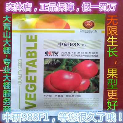 中研988 868F1西红柿 种子 早熟 高产 粉红果番茄 推荐大棚专用批