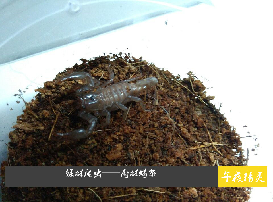 特惠宠物大雨林蝎假帝王蝎蝎子全长10-13cm活体纯人工繁殖