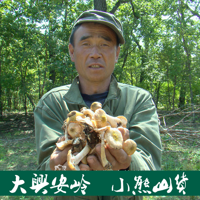 东北野生榛蘑菇干货 山货特产土特产山珍500g纯天然原生态特供店