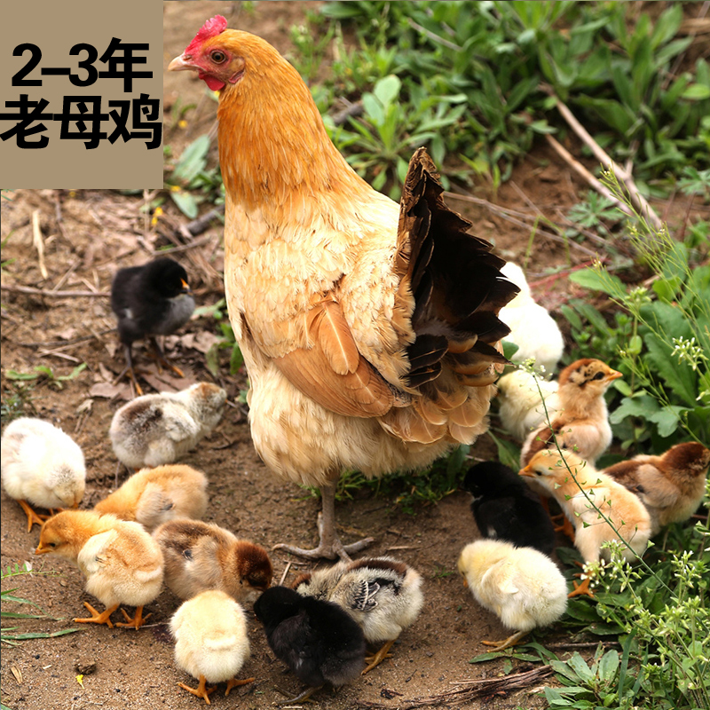 湖南湘西农家散养放养土鸡乌鸡现杀真空冰袋保鲜包装3斤以上包邮