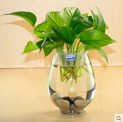 加厚大恐龙蛋造型 实用简约 透明 富贵竹绿萝专用瓶 水培玻璃花瓶
