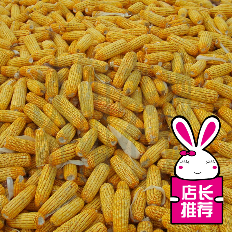 大田专用玉米种子 高产 漯玉336 角质密植性好品质好产量高抗性强