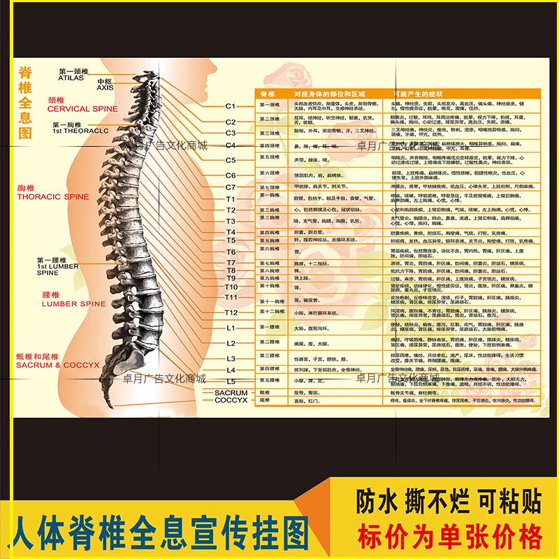 脊椎全息图 脊椎脊柱相关疾病医学健康宣传挂图写真图海报展板