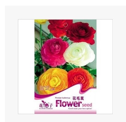 【满15元包邮】花仙子彩色包装盆栽花卉种子花毛莨种子 正品50粒