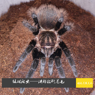 特惠洪都拉斯卷毛大幼体5cm，新手宠物蜘蛛，送饲养套餐