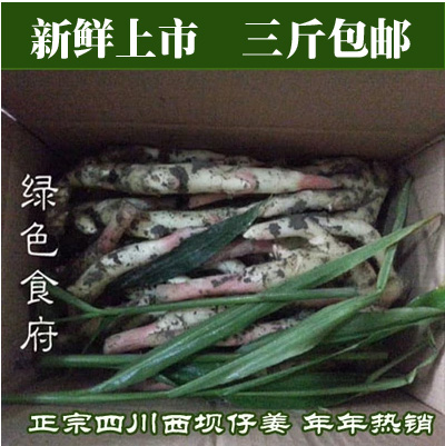现挖现发 生姜嫩姜仔姜 四川有机新鲜蔬菜套餐农产品 满3斤包邮