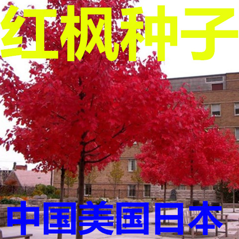 枫树种子 中国红枫种子 美国红枫种子 日本红枫种 黄金枫种子包邮