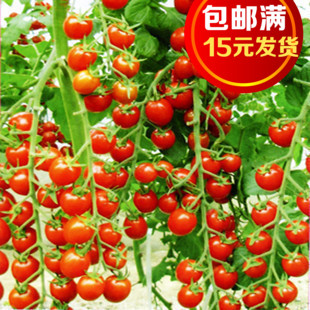 进口种子 圣女果樱桃番茄种子 稀有品种有氧盆栽 番茄苗3棵起发
