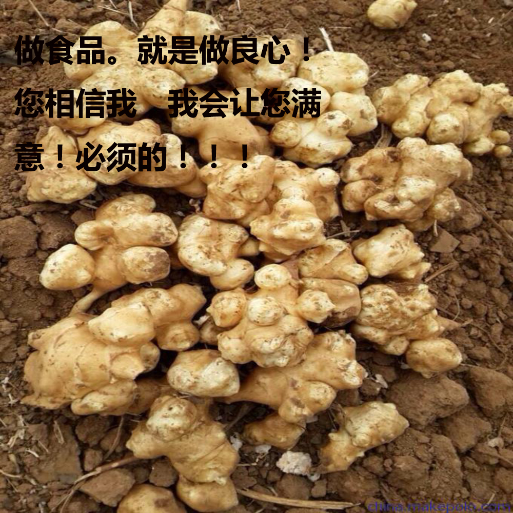 2015年现挖现卖新鲜鬼子姜 野生洋姜 菊芋 5斤装 包邮 煲汤 腌制