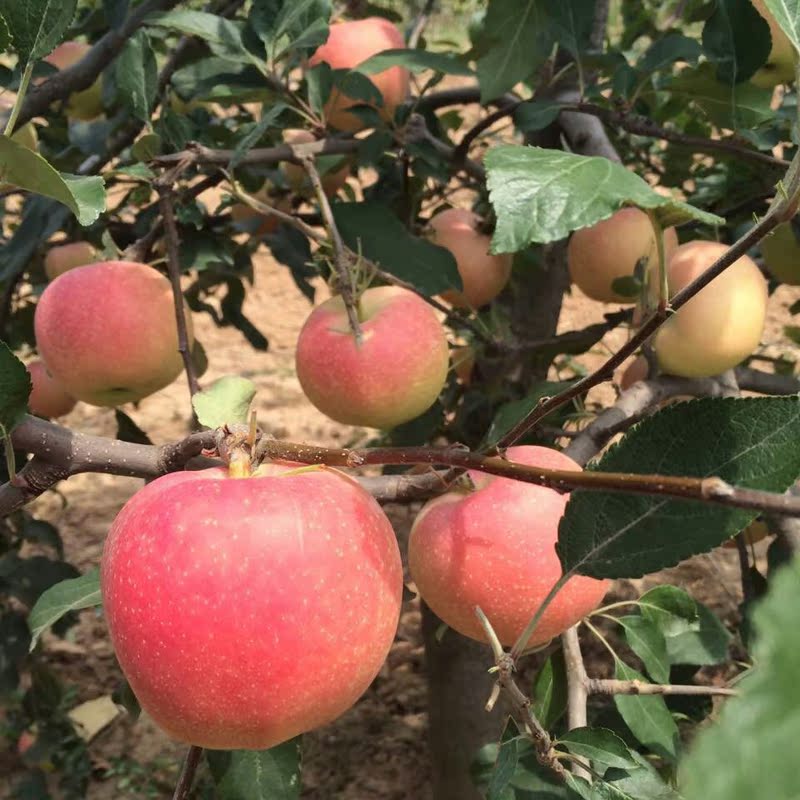 儿时记忆·的味道 产地直供 新鲜采摘 红富士苹果 新鲜水果