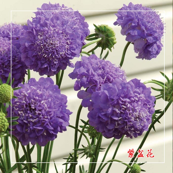 靓花园艺紫盆花轮锋菊种子1克160粒春秋季播种花卉盆栽阳台野菊花
