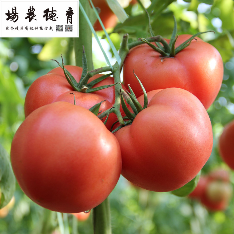 育德【有机西红柿】500g 有机蔬果大番茄 蔬菜沙拉拌菜大番茄生吃