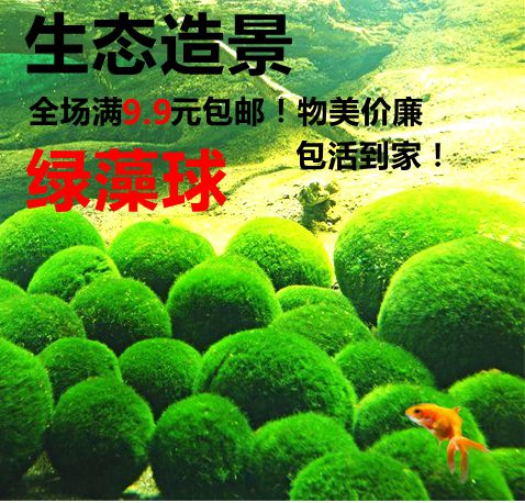 鱼缸造景绿藻球活体真水草 包邮 水藻球活体 造景装饰植物水草