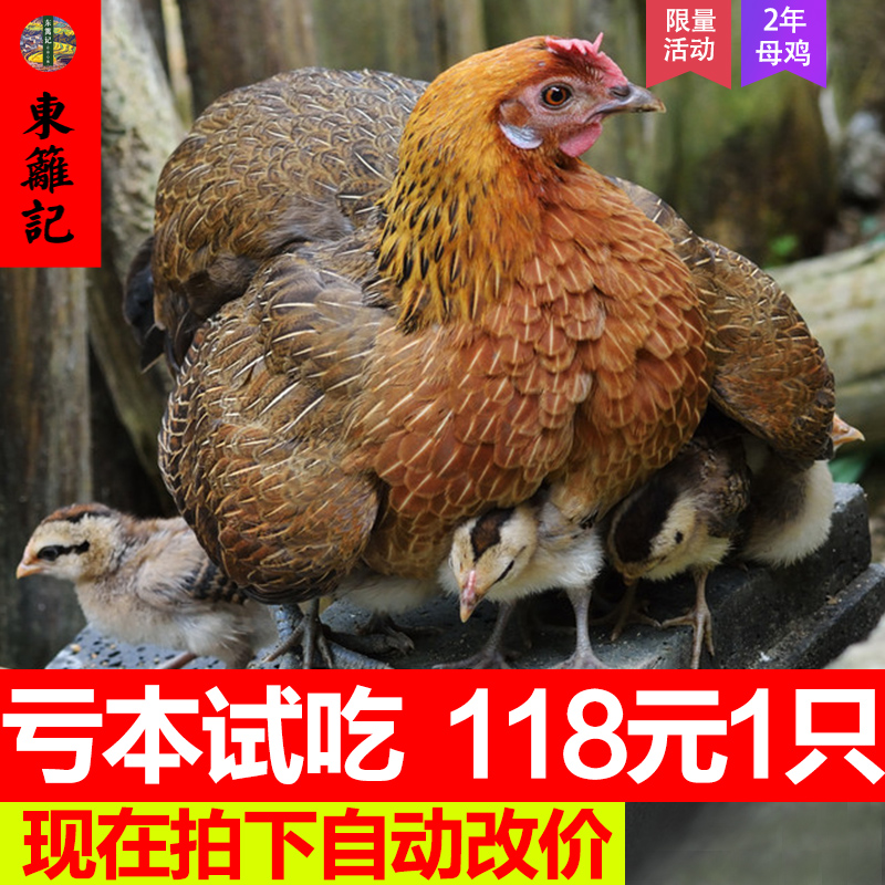 农家散养土鸡老母鸡新鲜柴鸡正宗苏北农村草鸡自养月子走地鸡活杀