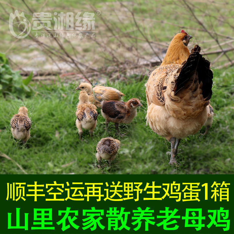 老母鸡农家散养野生土鸡乌鸡鲜鸡肉走地鸡草鸡孕产妇小孩包邮现杀