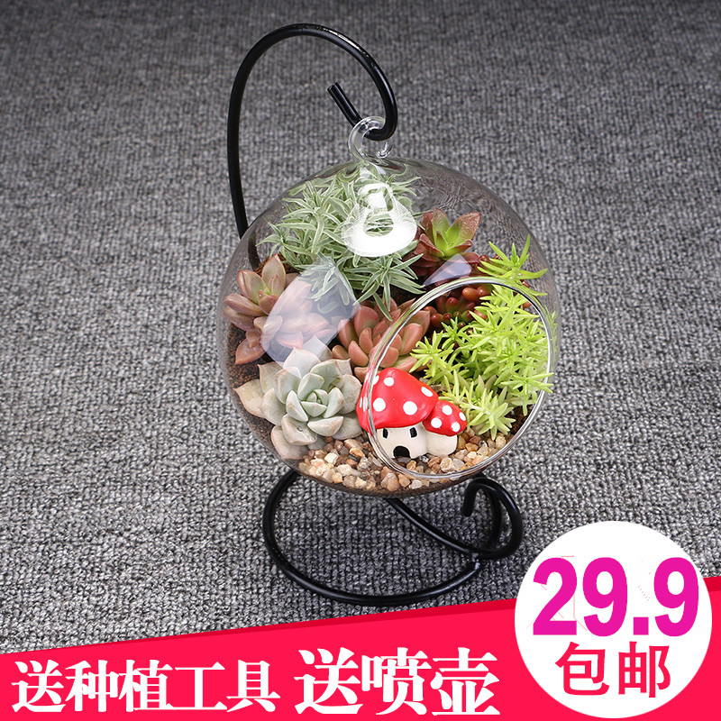 多肉植物组合盆栽套装花盆套餐含盆土室内花卉包邮